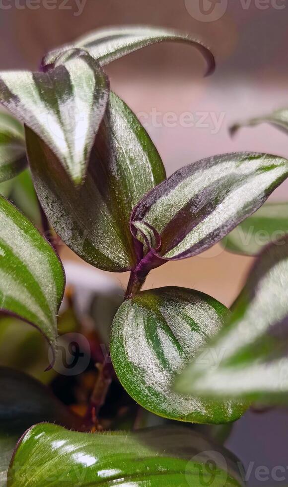 An enchanting macro shot of Tradescantia zebrina highlights the detailed patterns of its bright green and silver-striped leaves. The deep purple hues beneath enhance its lush charm and texture. photo