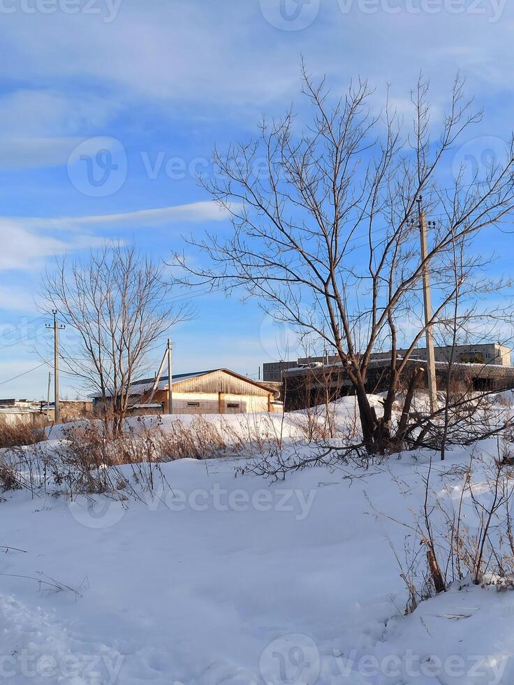 A picturesque winter landscape featuring trees against a background of snowy ground photo