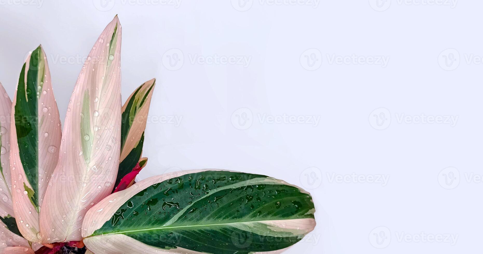 Stromanthe Triostar sanguinea, stunning houseplant featuring vibrant, multi-colored leaves, striking shades. unique foliage brings a lively tropical touch to any indoor space. Horizontal background photo
