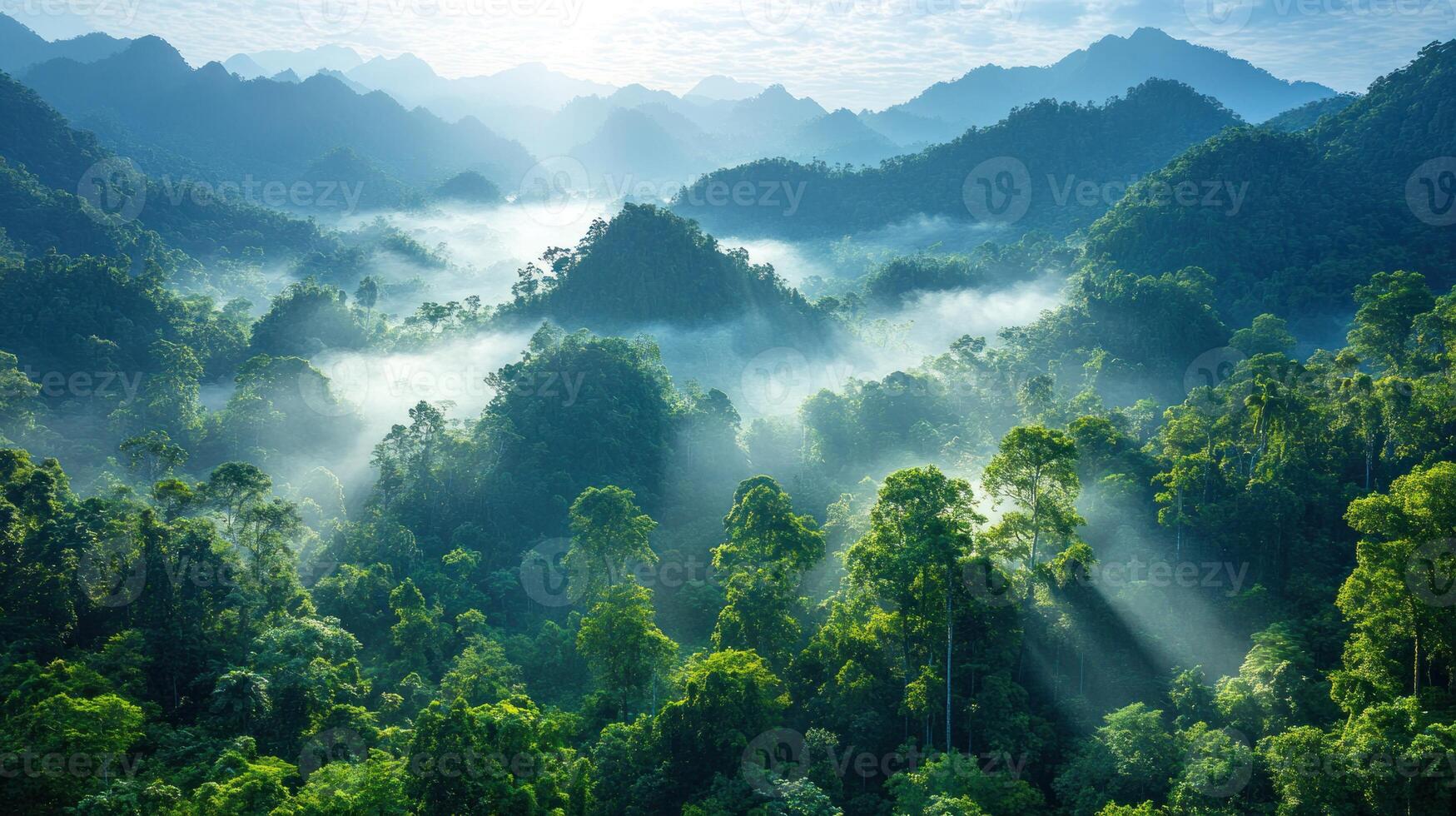 The sun shines through the trees in a forest photo