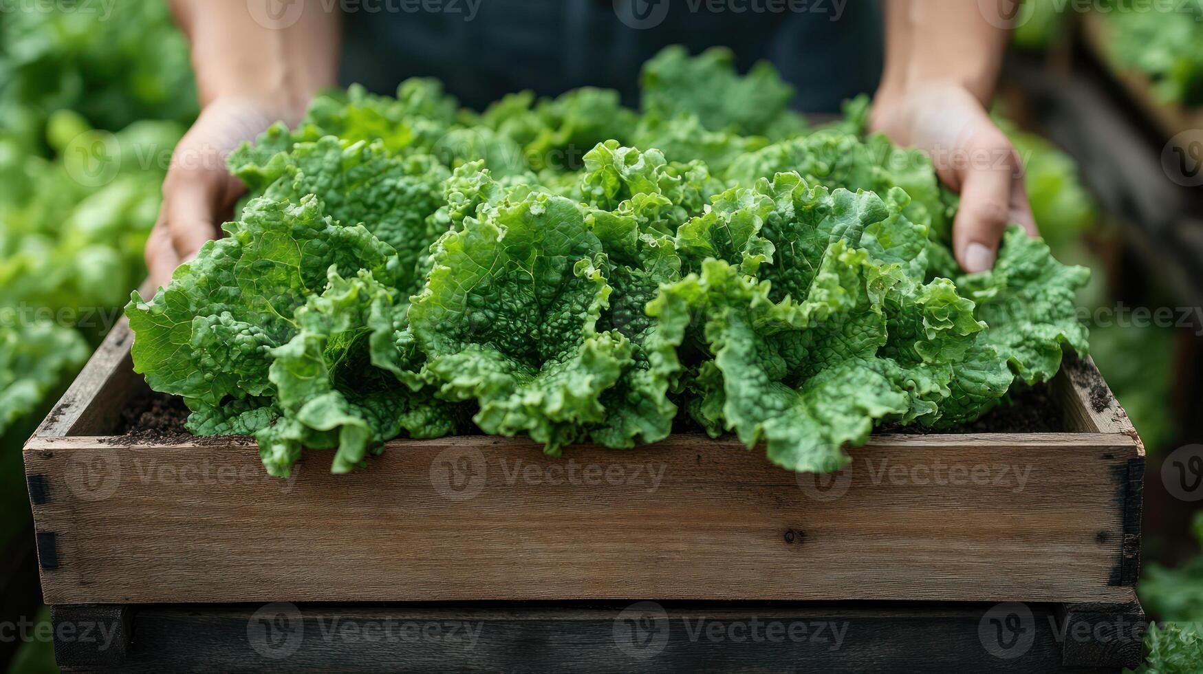 A person holding a box of lettuce in a garden photo