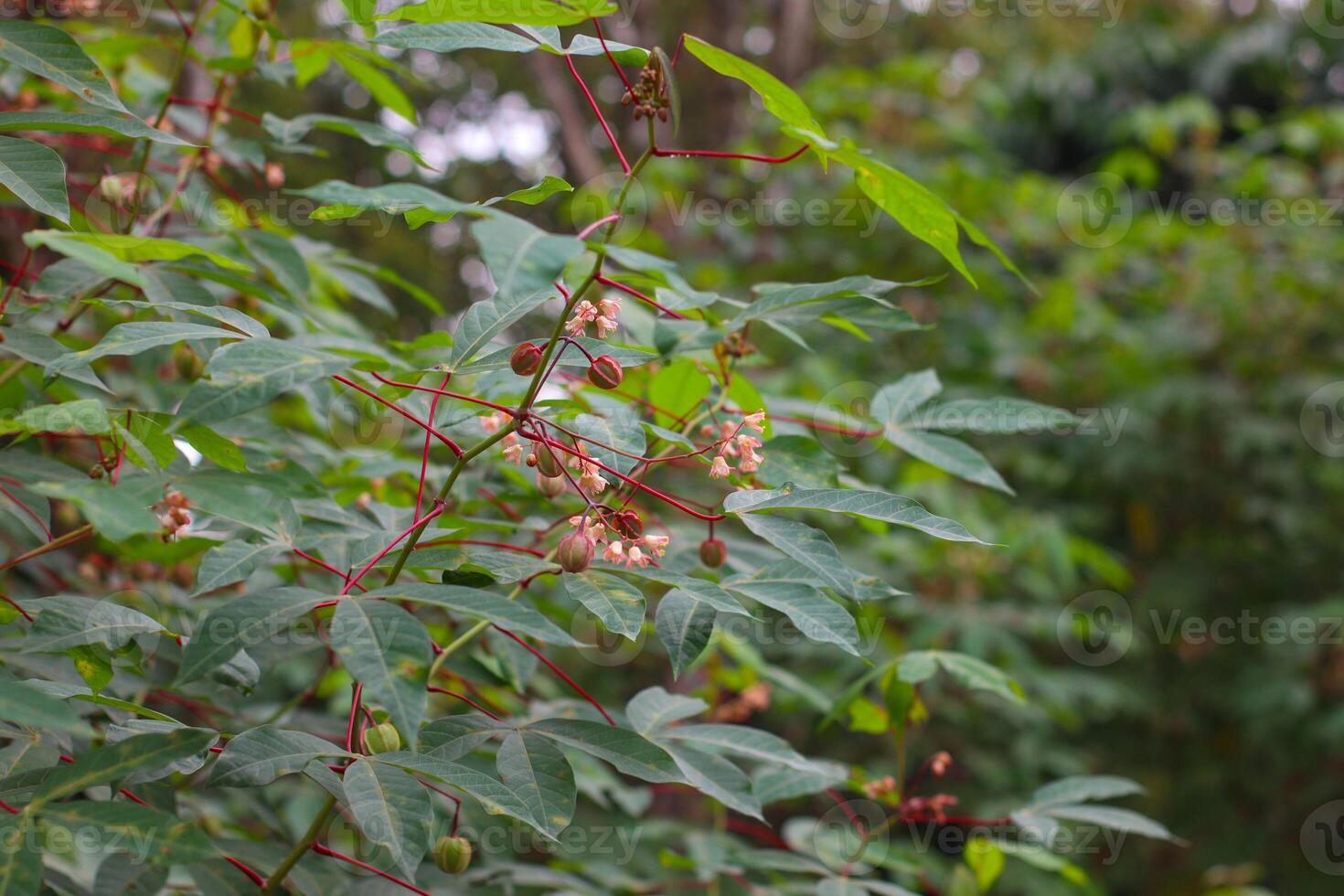 close up photo of cassava plants in an Indonesian garden during the day