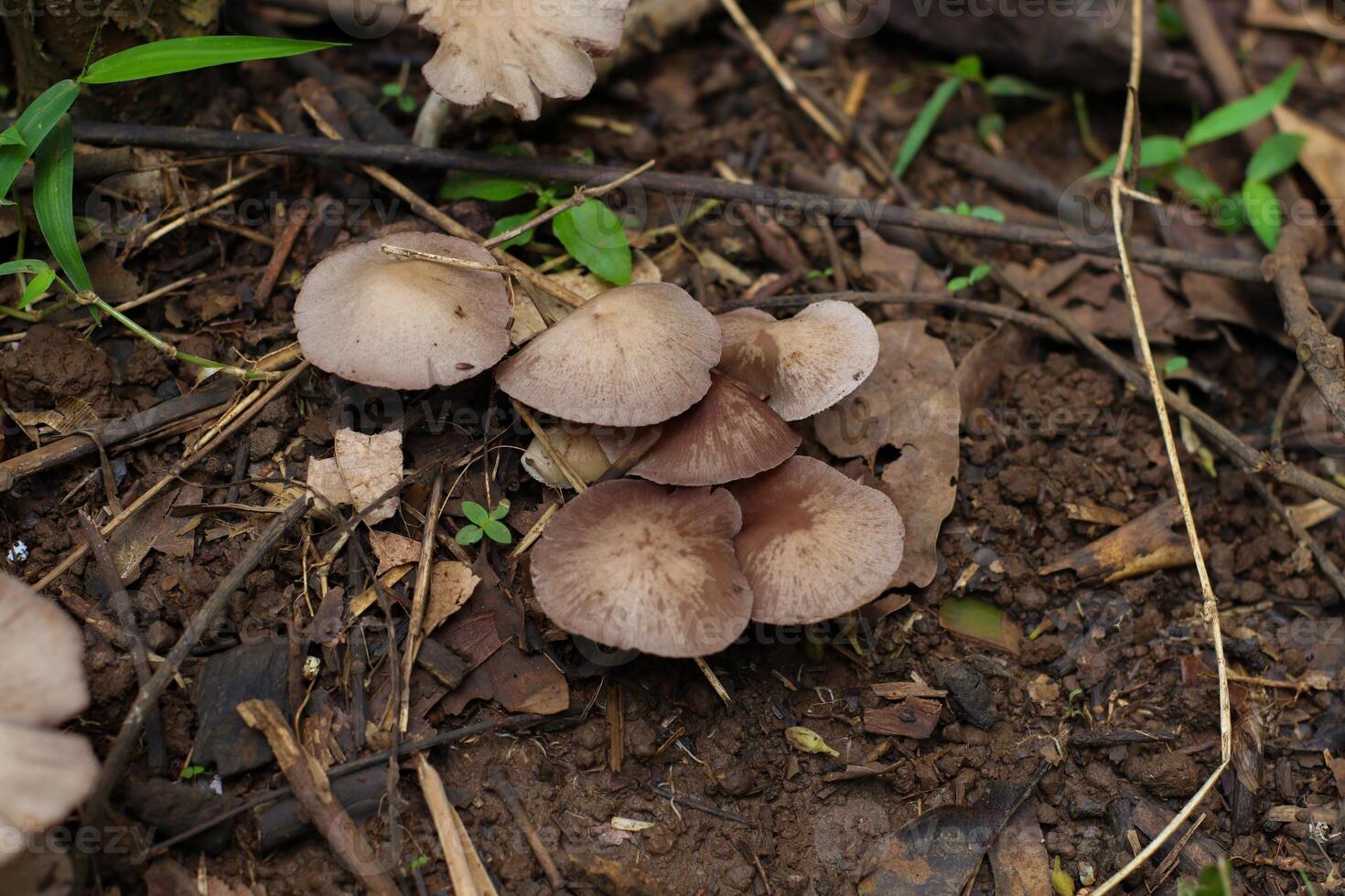 close up photo of some small brown wild mushrooms in the highlands of Indonesia