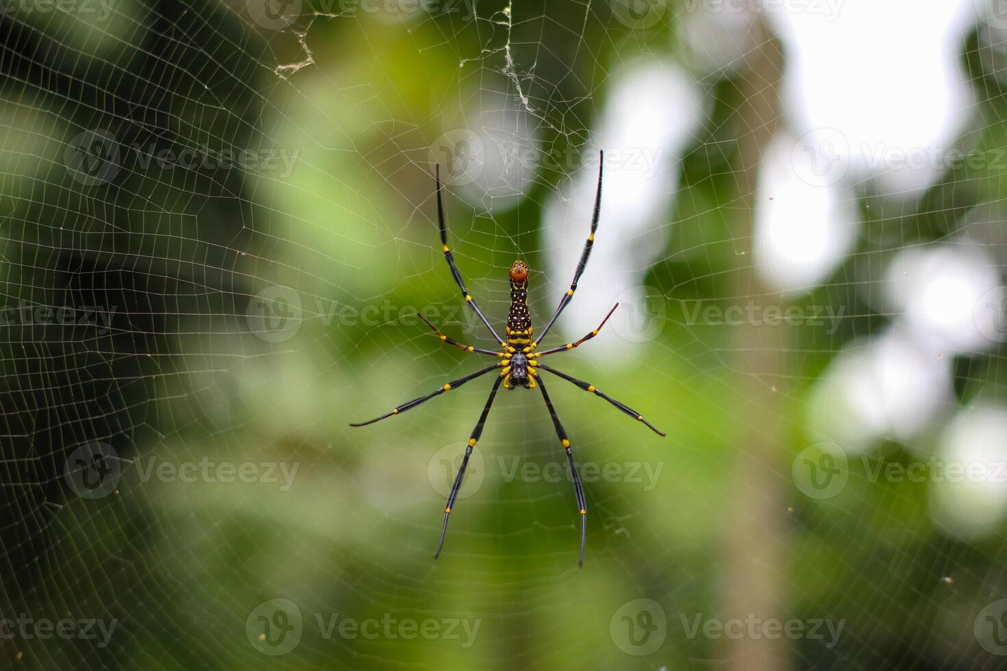 detail photo of a spider on its web with bokeh foliage background