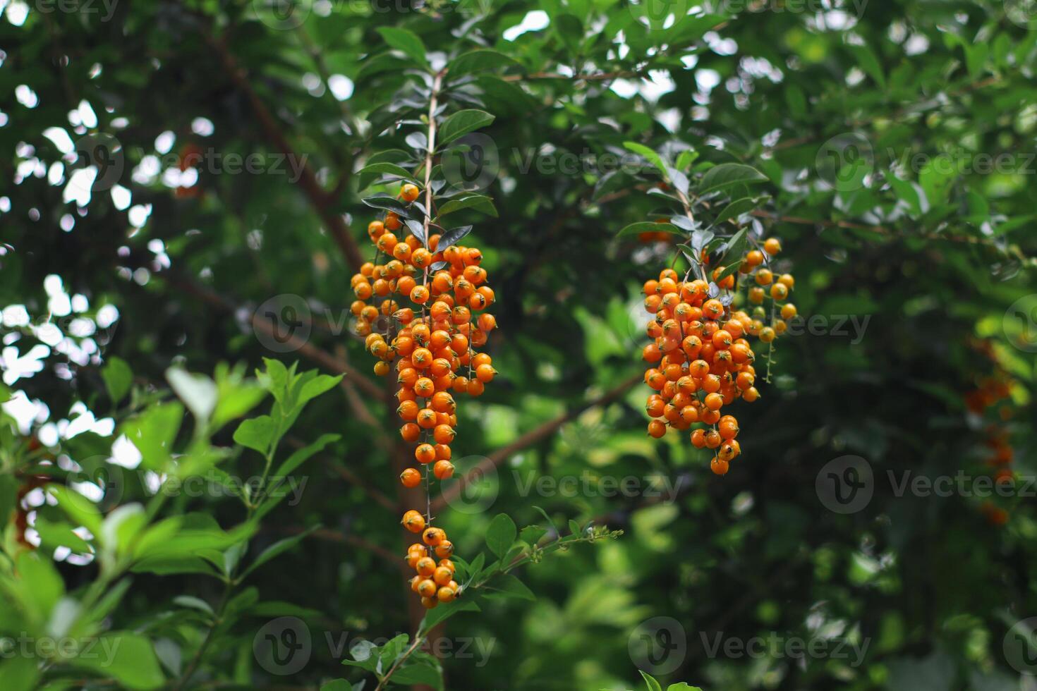 close up photo of golden dewdrop or duranta repens plant in indonesia