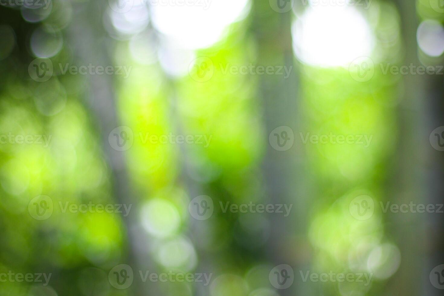 bright and beautiful natural bokeh effect backgrounds photo