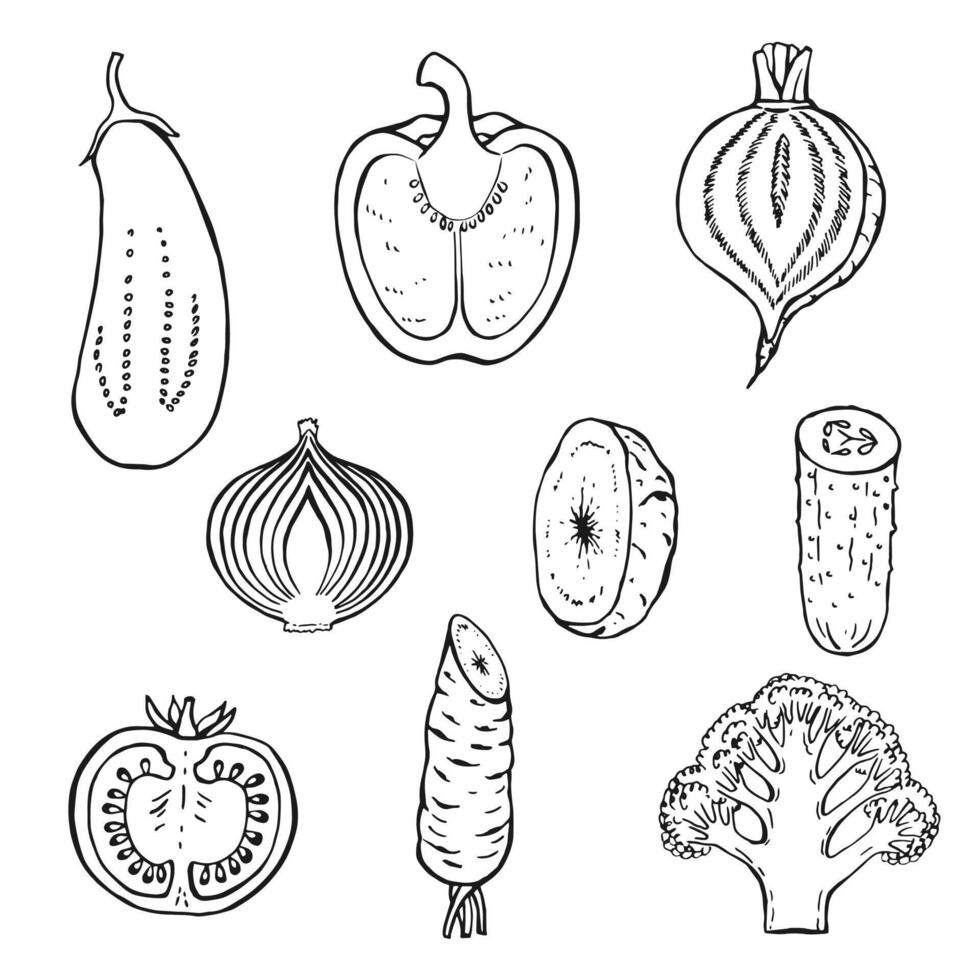 Set of vegetables. Hand drawn illustration in outline style. vector