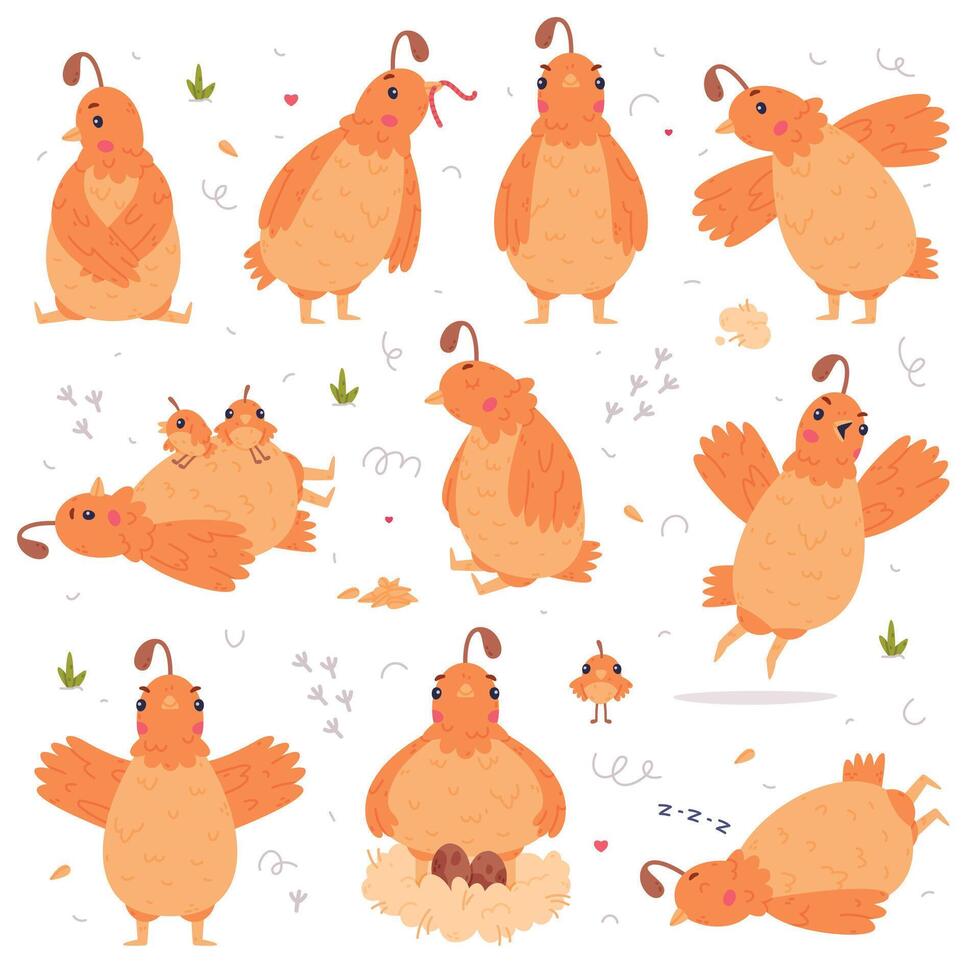 Quail Bird with Crest and Feathers Engaged in Different Activity Set vector