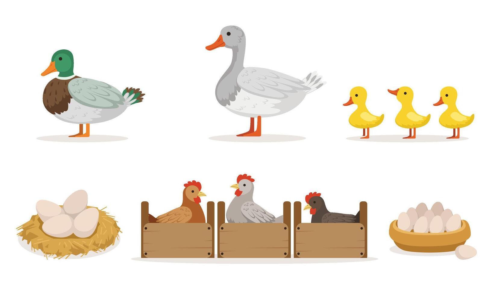 Poultry Farm With Hens, Ducks And Gooses. Eggs And Ducklings Illustration Set Isolated On White Background vector