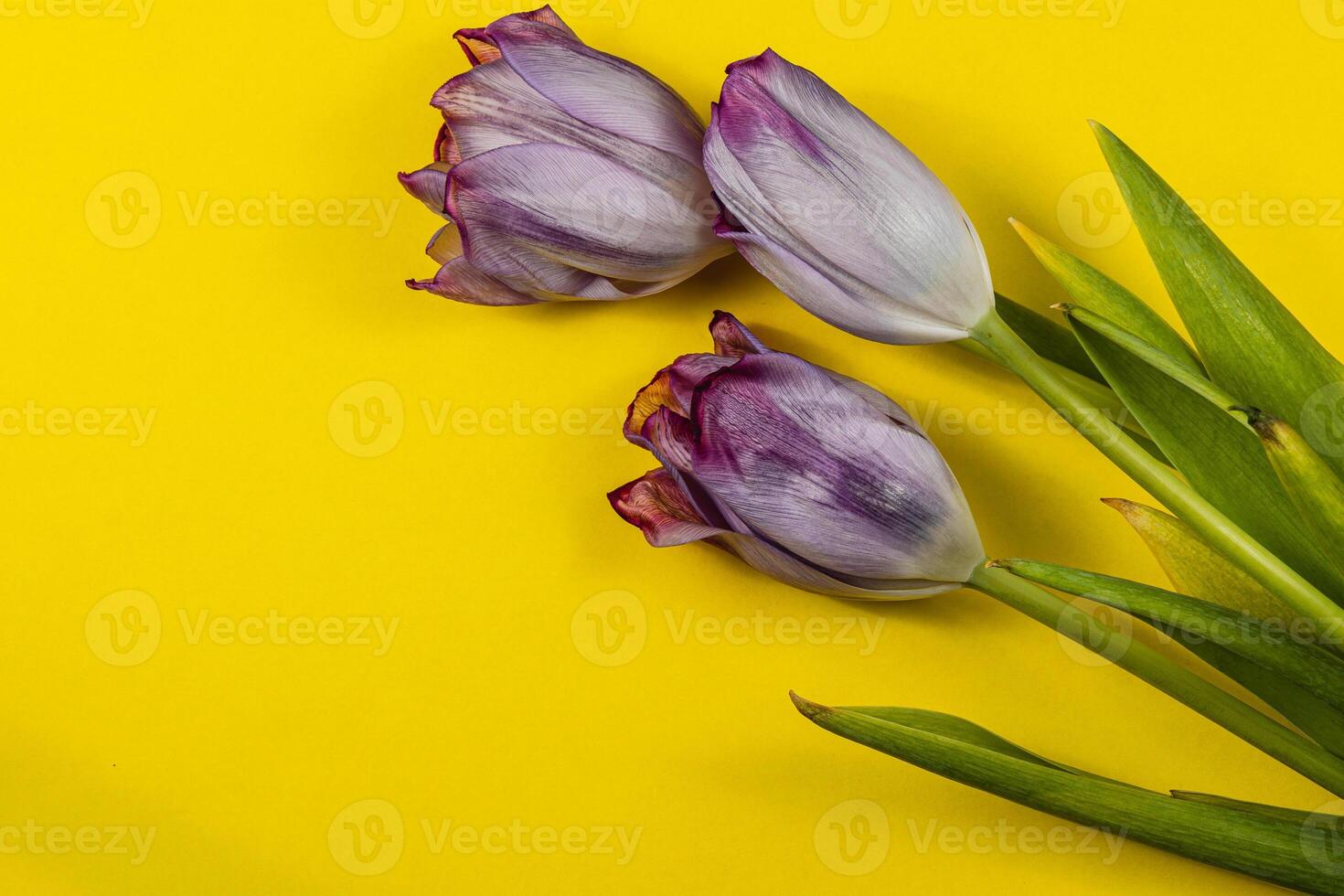Celebrate spring with purple tulips for international womens day, mothers day photo