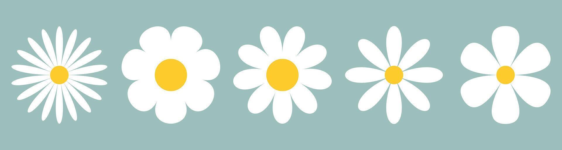 Daisy chamomile flower. Set of Daisy Chamomile silhouettes of different shapes on coloured background. White flowers with yellow centre in minimalistic style. vector
