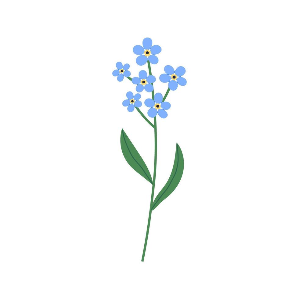 Delicate forget-me-not flowers with blue petals, yellow centers and leaves. Hand drawn botanical illustration. vector