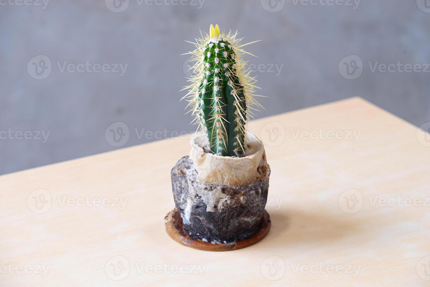 The small cute cactus minimal style on the wooden table. photo