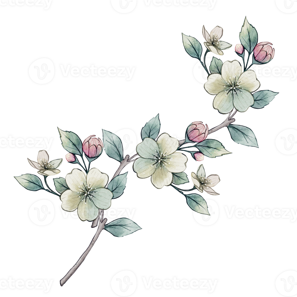 Watercolor illustration of a branch with delicate white and pink flowers symbolizing spring bloom. Elegant botanical artwork for cards, prints, decor, and textile design. png