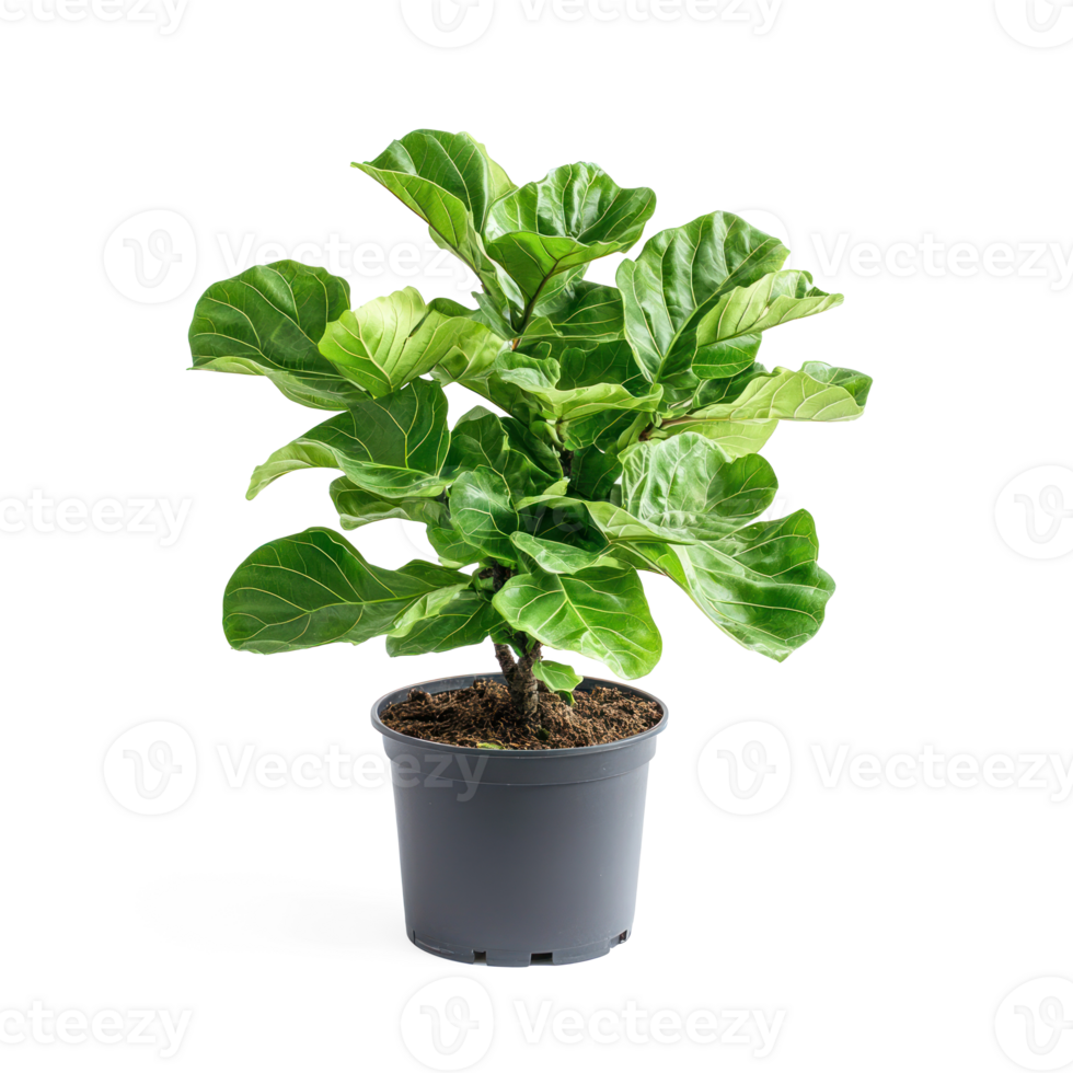 Fiddle Leaf Fig isolate on transparent background png
