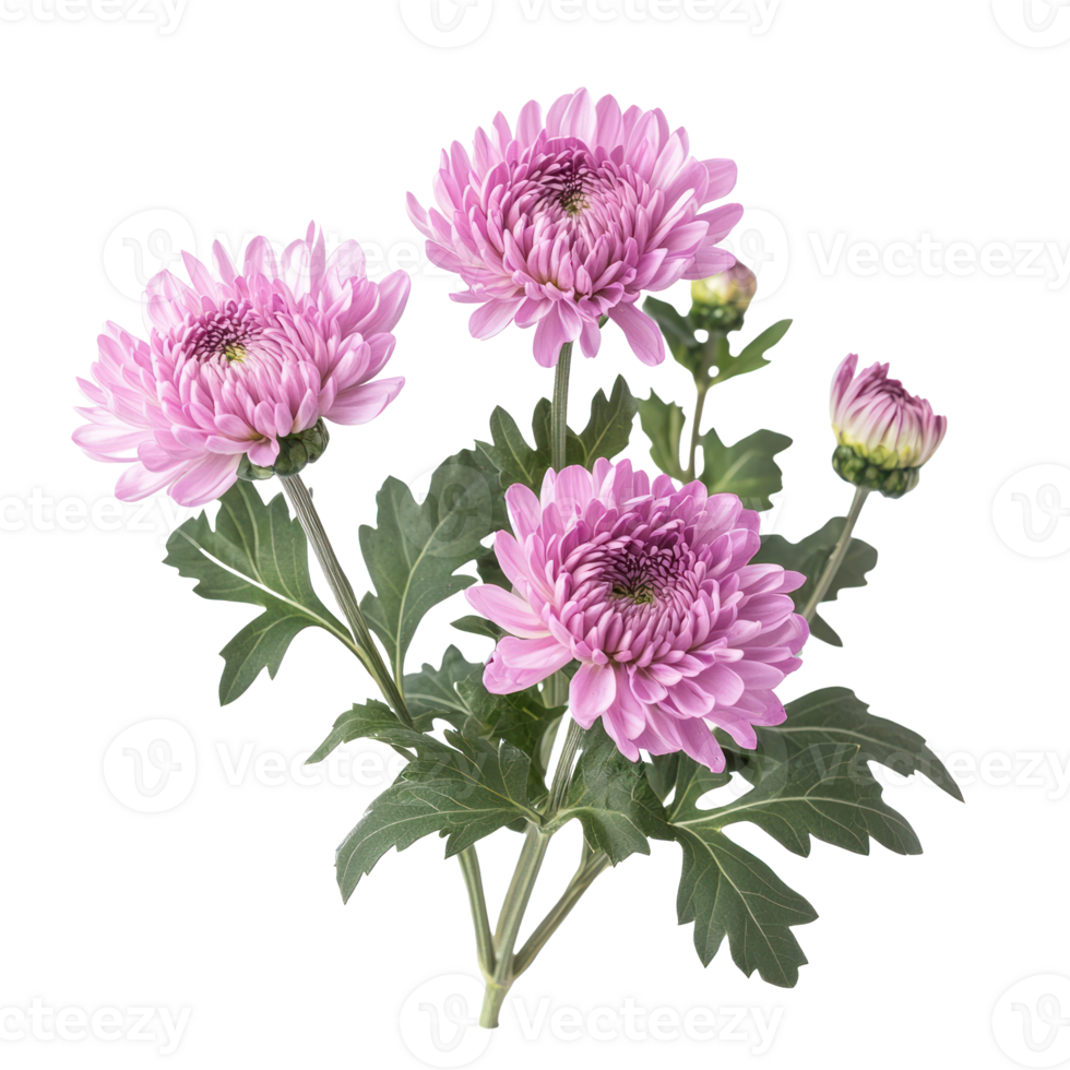 Chrysanthemum flower isolate on transparent background png