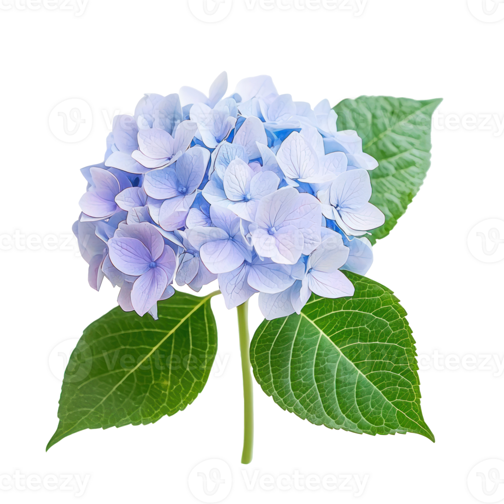 blue hydrangea flower with green leaves on transparent background png