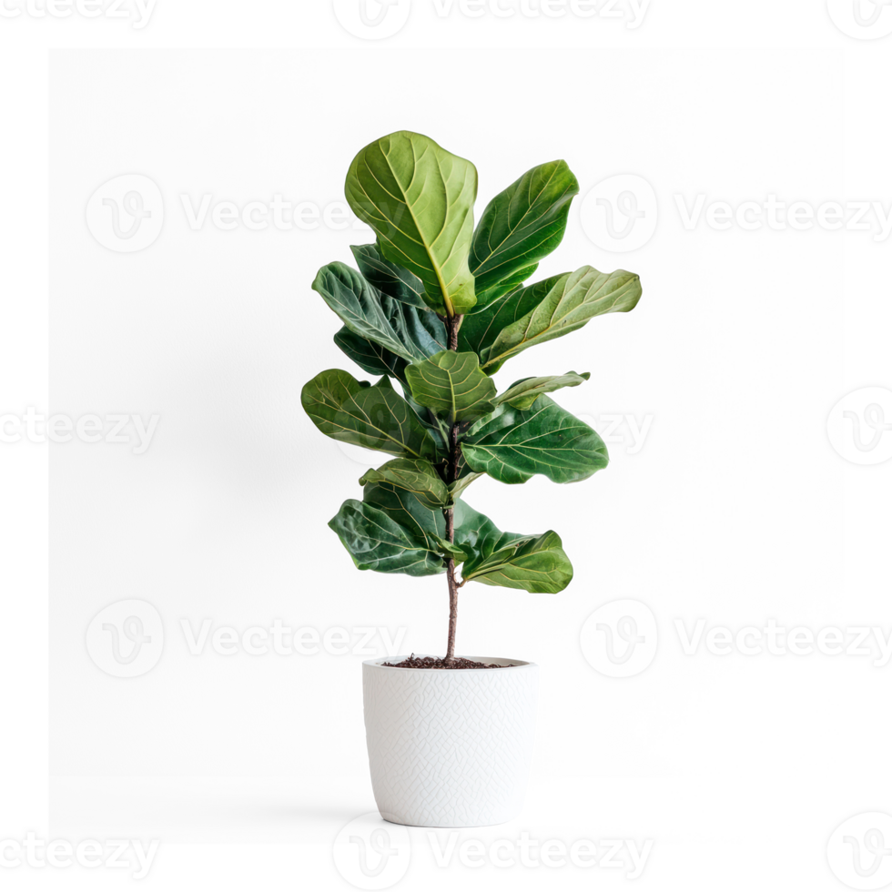 fiddle leaf plant in white pot on transparent background png
