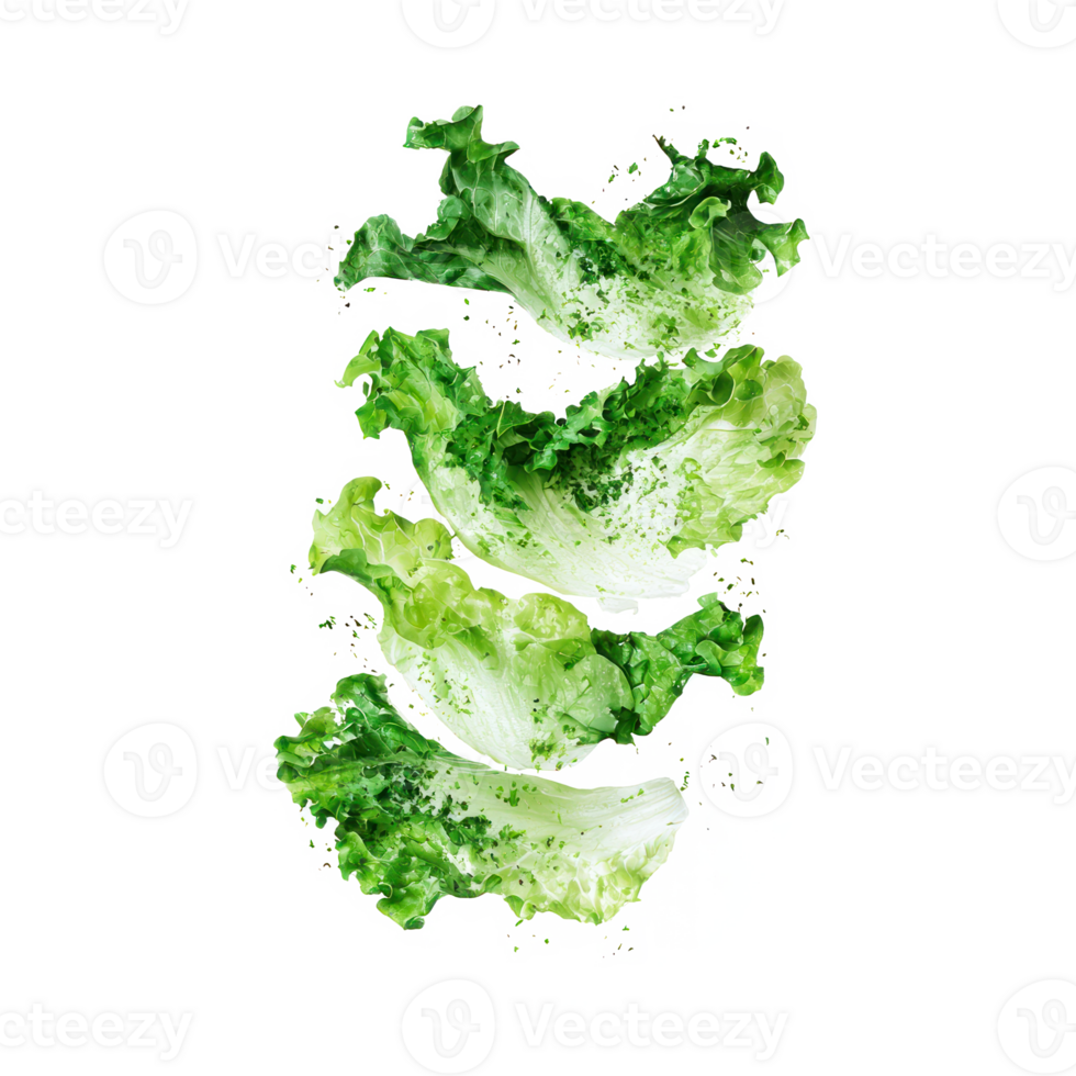 Lettuce isolate on transparent background png
