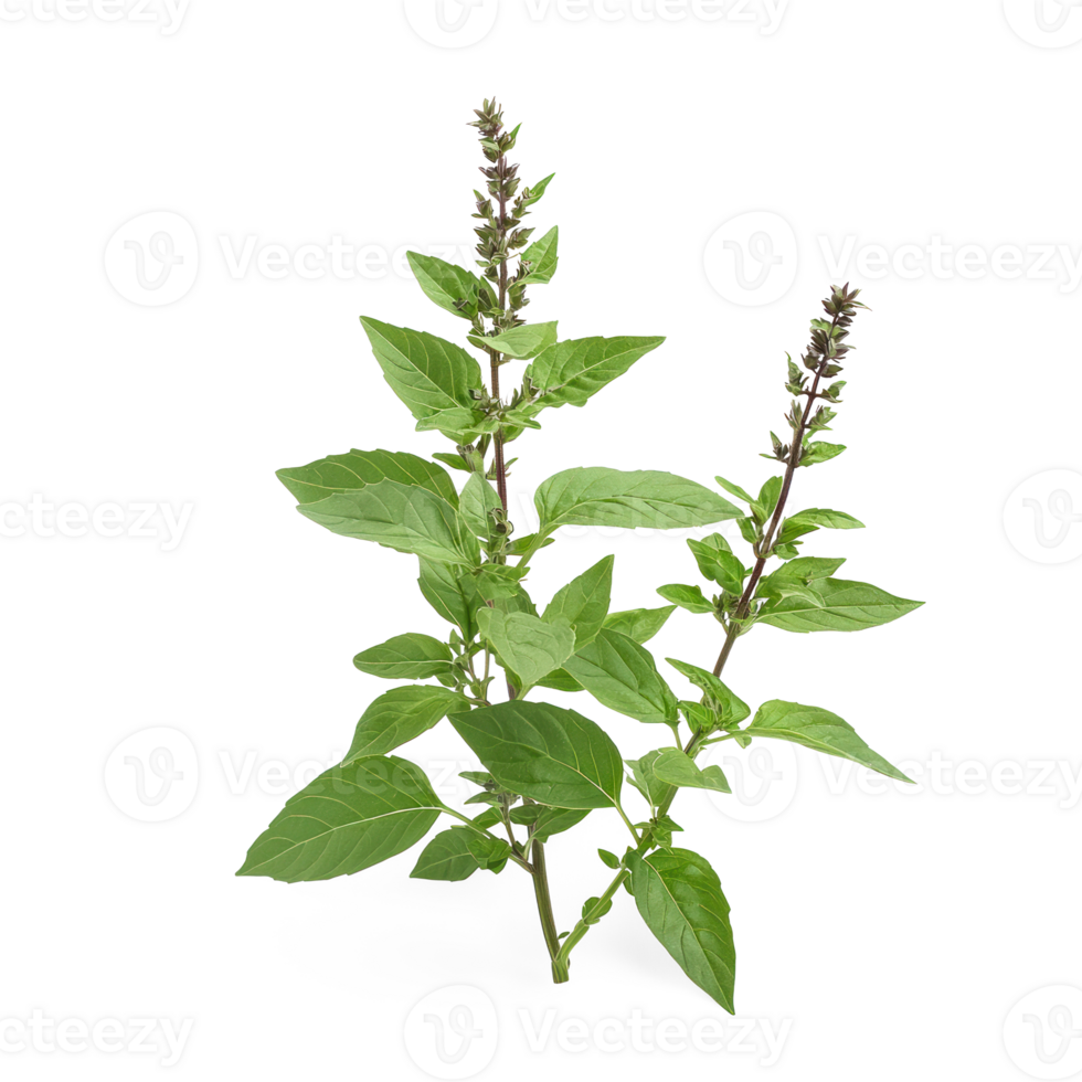 a plant with leaves on it, on a transparent background png
