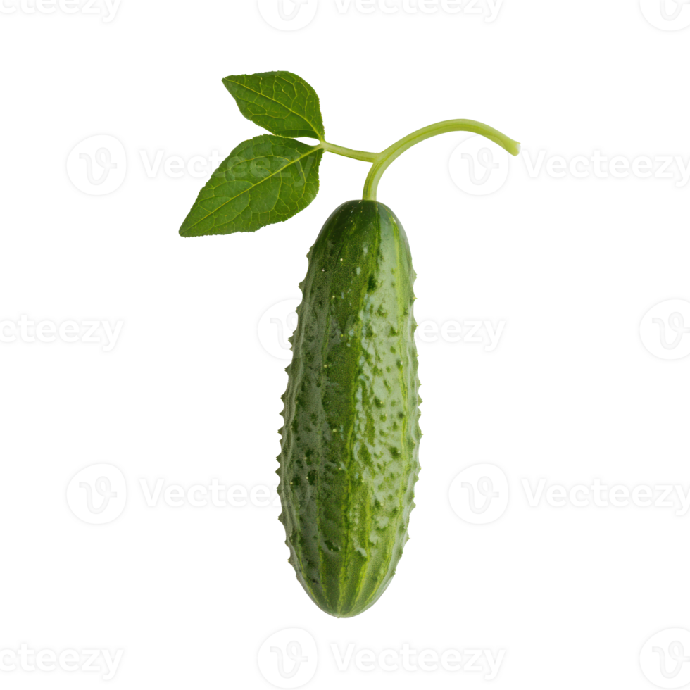 A Cucumber isolate on transparent background png