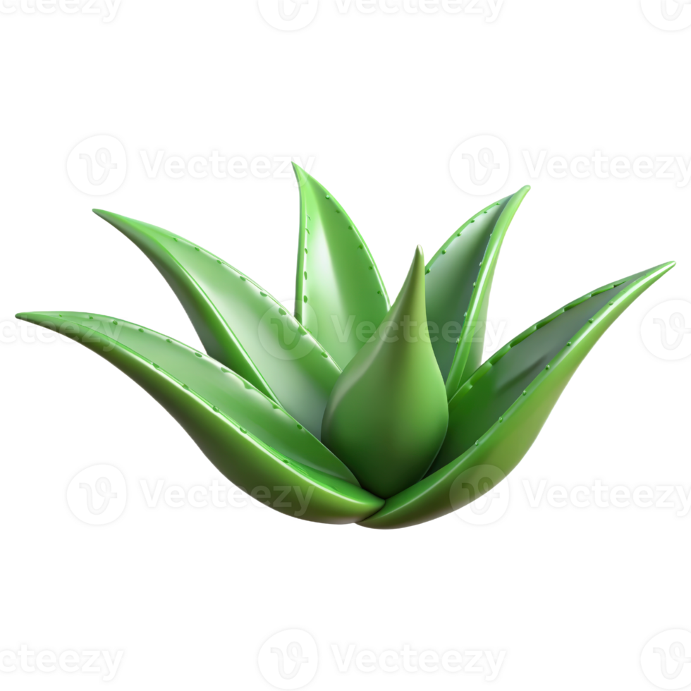 Aloe vera plant 3d render isolated on transparent png