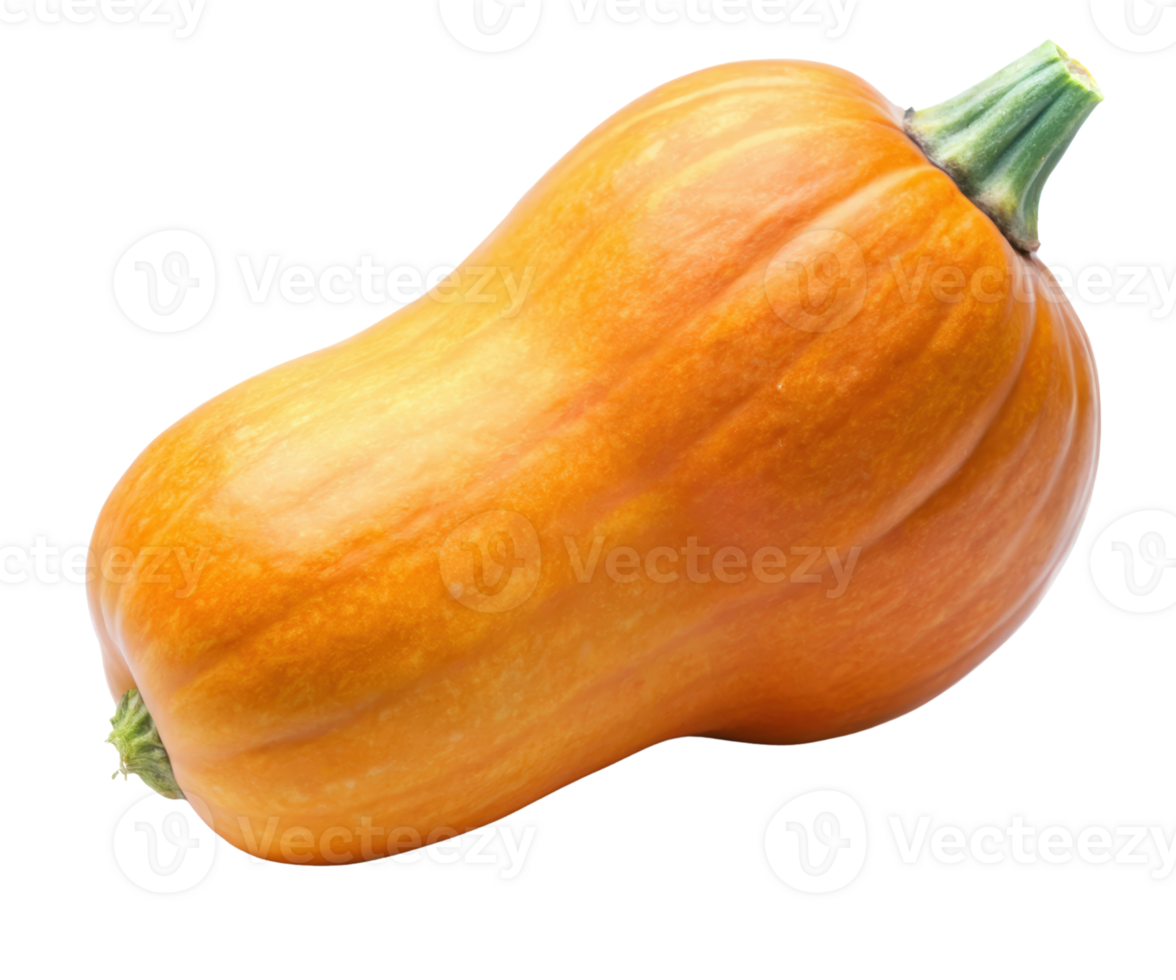 Single butternut squash on a transparent background png