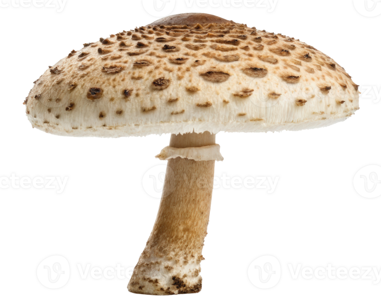 Single mushroom on a transparent background png