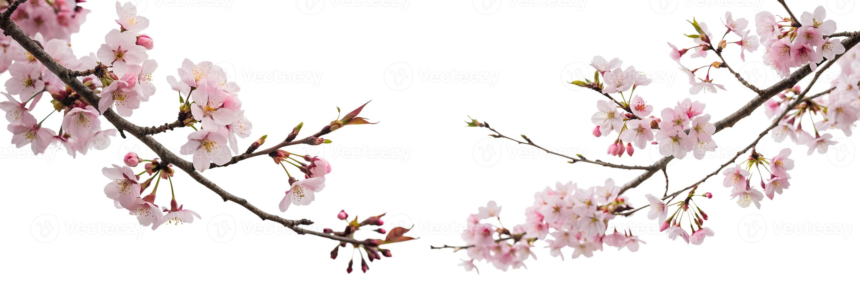 Set of cherry blossom branches with pink flowers, isolated on a white background. photo