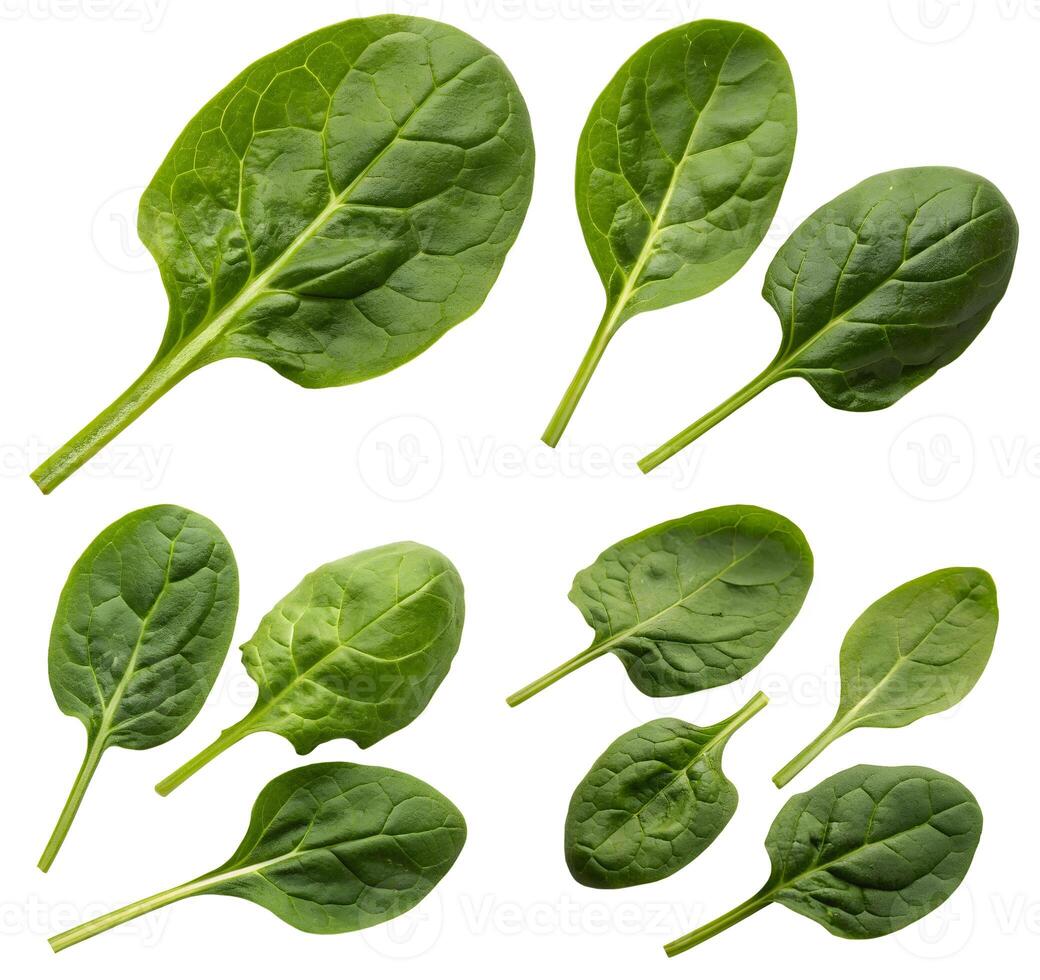 Green spinach leaves isolated on a white background. Spinach growing kit. Flat layer photo