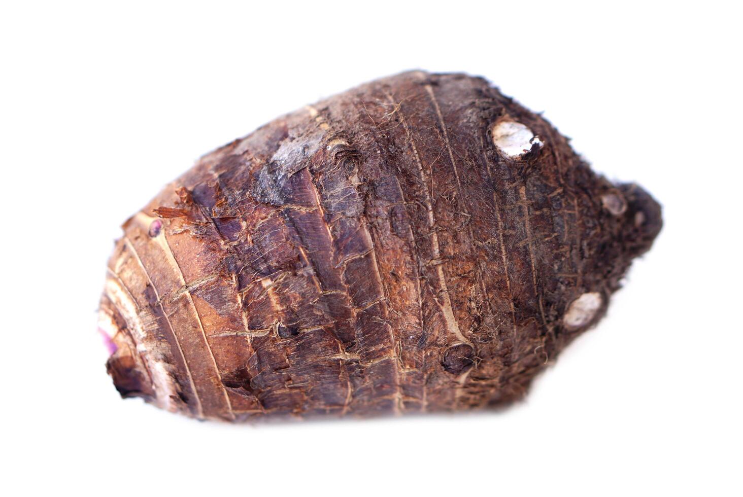 Organic taro root isolated on white background. Concept, edible plant root that can be cooked for many delicious menu of food and dessert. Agricultural crops. photo