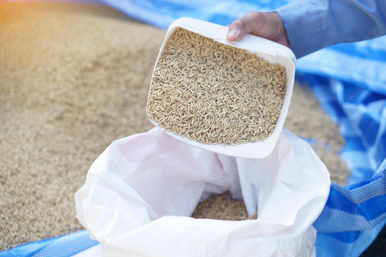 Farmer hand hold scoop of rice grains to put into the white bag. Concept, agriculture crops product after harvested, dry and keep for storage. Rice production process. photo