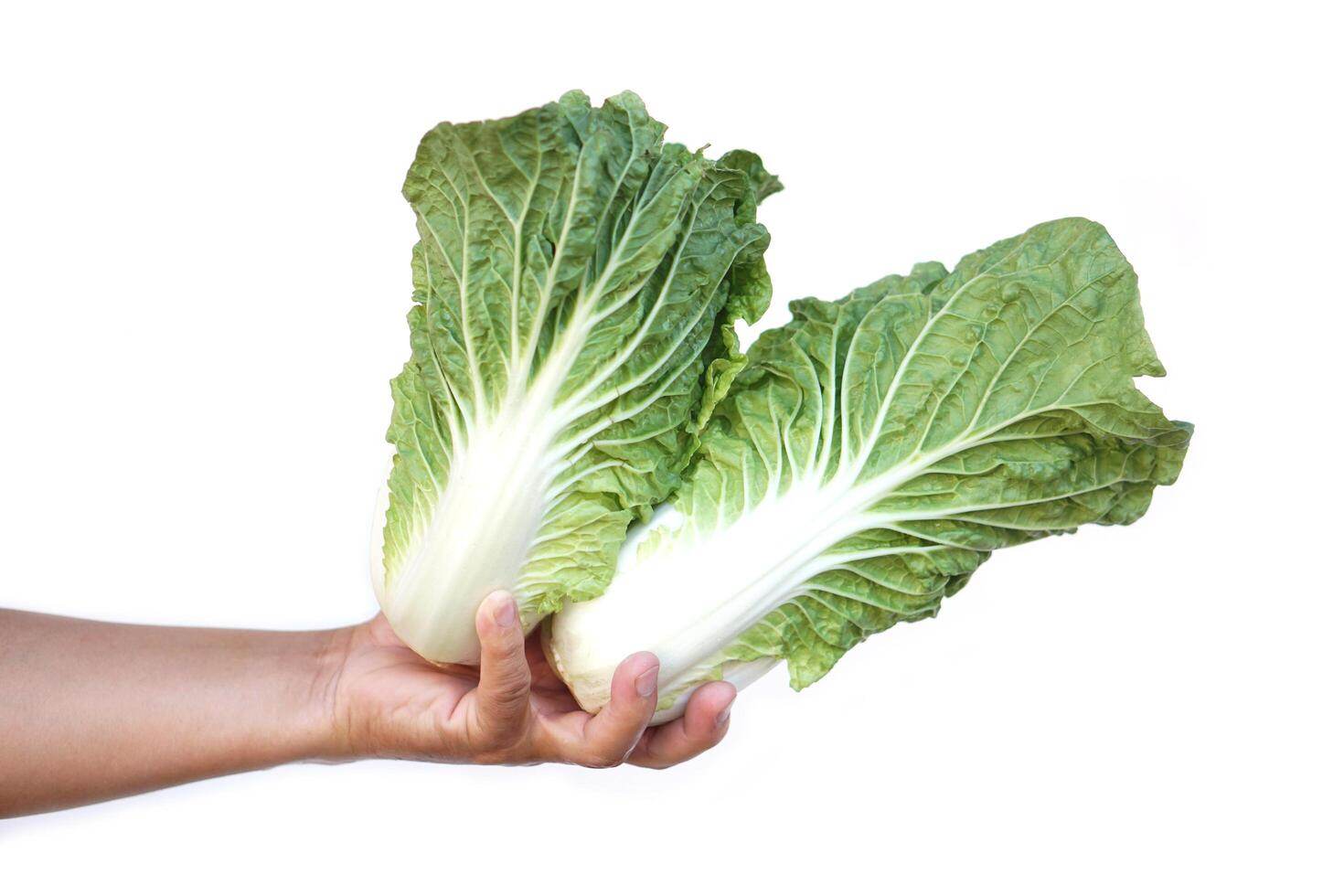 Green fresh Chinese cabbage vegetable, isolated on white background. Concept, organic healthy food ingredient for cooking that can cook for variety menu. Agriculture crops. photo