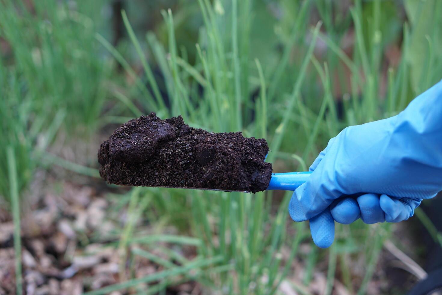 Close up farmer hands holds compost soil to fertilize plants in garden. Concept, agriculture crops nourishment by using compost for organic farming instead of using chemical fertilizers. photo