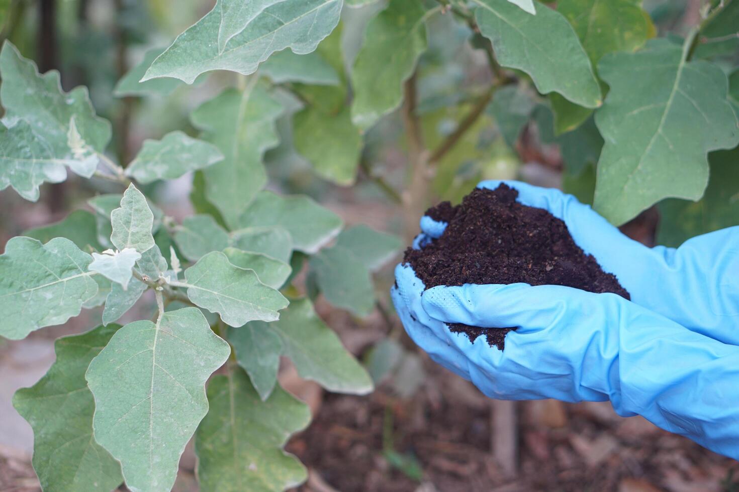 Farmer hands holds compost soil to fertilize plants in garden. Concept, agriculture crops nourishment by using compost for organic farming instead of using chemical fertilizers. photo