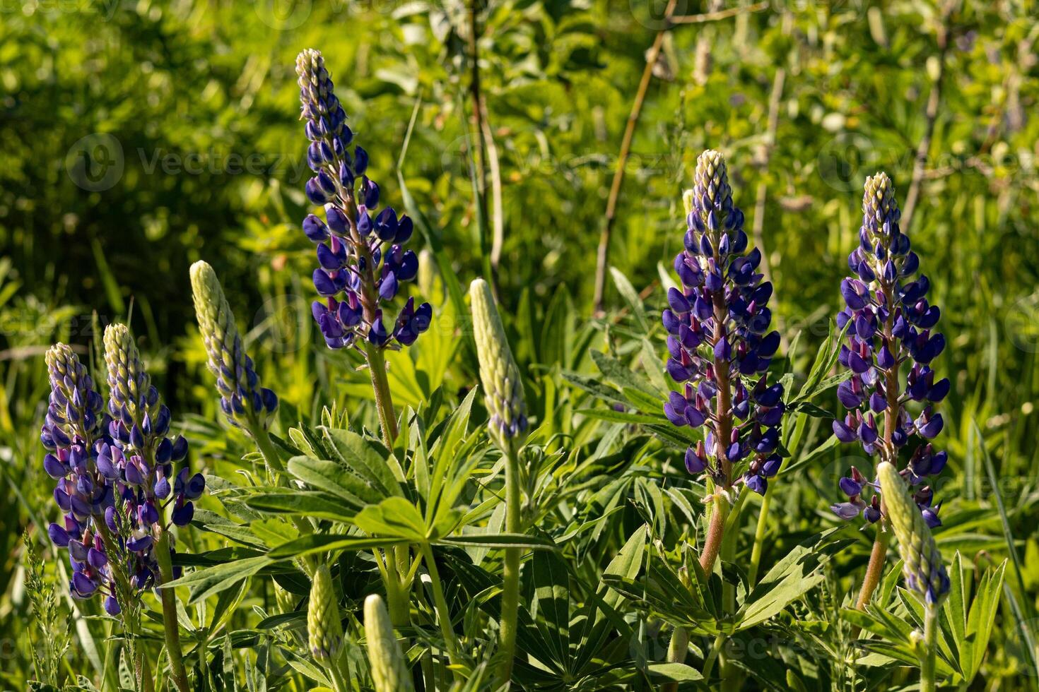 Blooming lupine flowers on a meadow in summer. photo