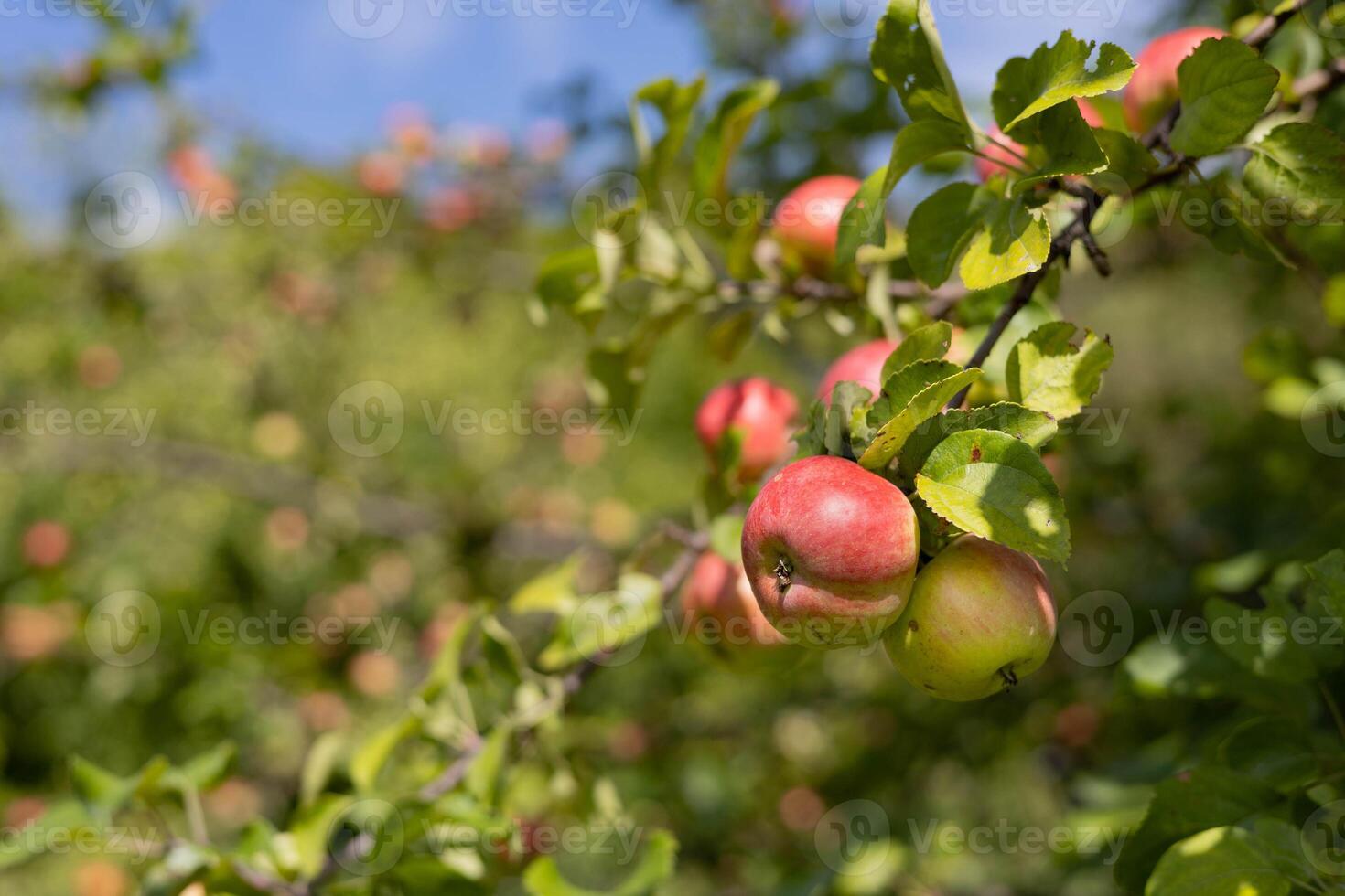 Red apples on an apple tree on a summer day in the garden photo