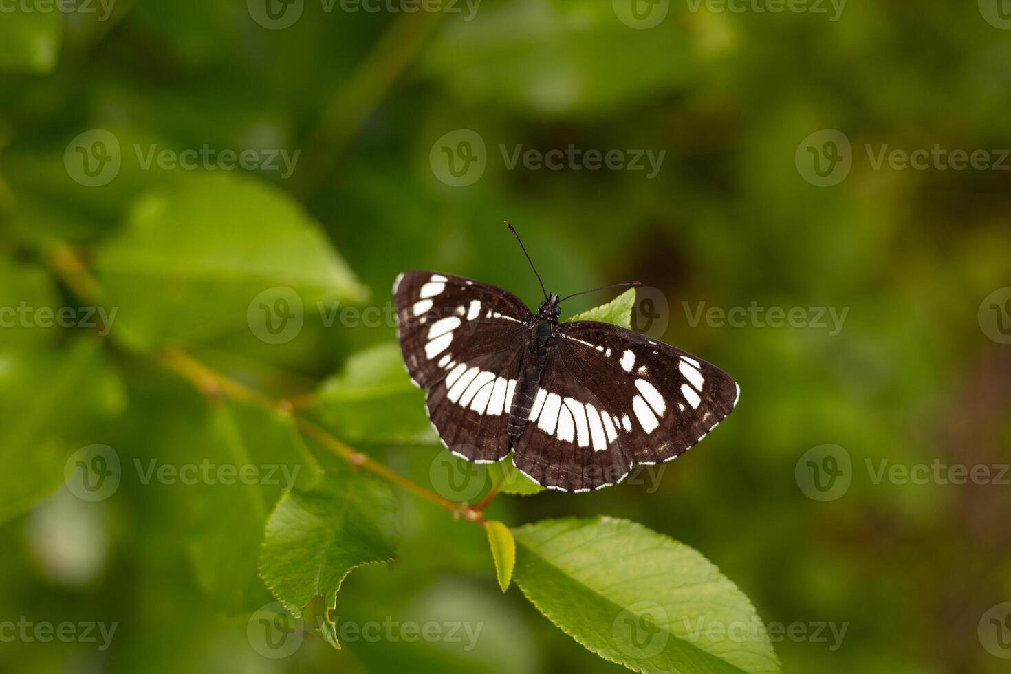 Butterfly on a green leaf in the forest. Macro. Limenitis glorifica. photo