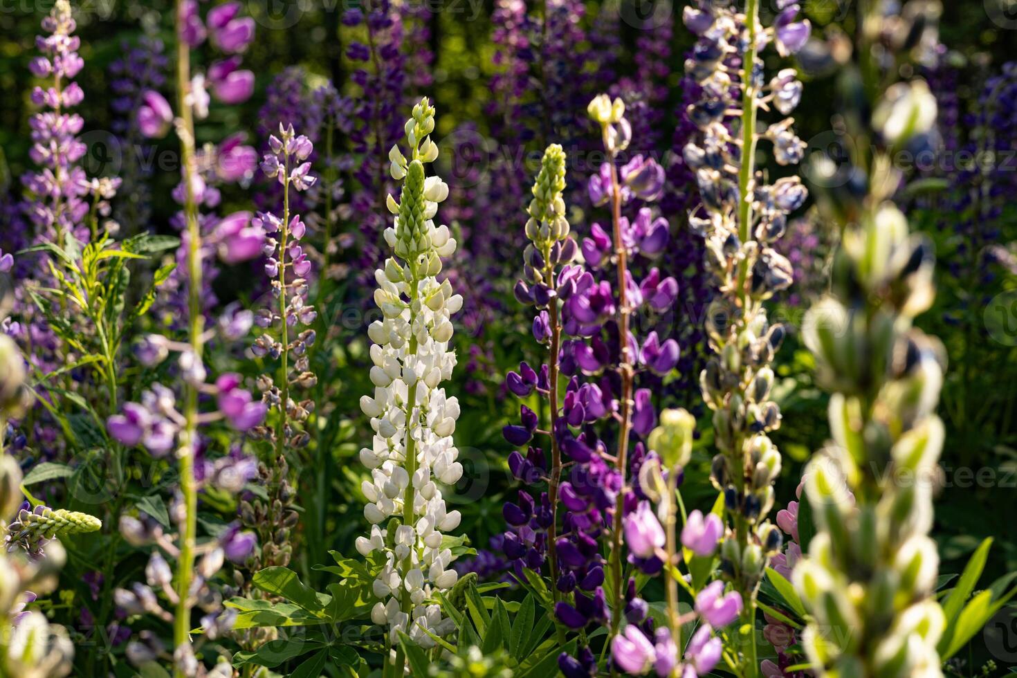 Lupine flowers in full bloom in the summer garden. Selective focus photo