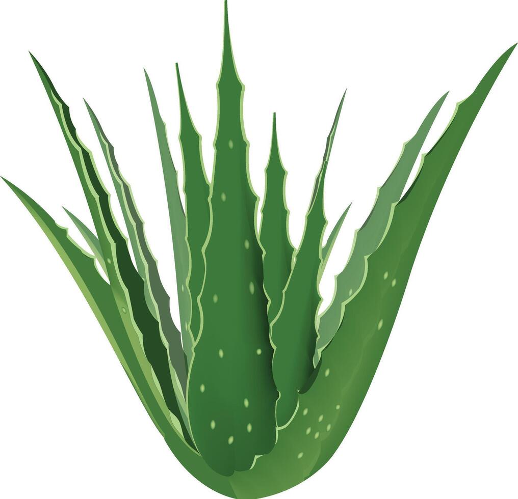Aloe vera plant growing with lush green leaves on white background vector
