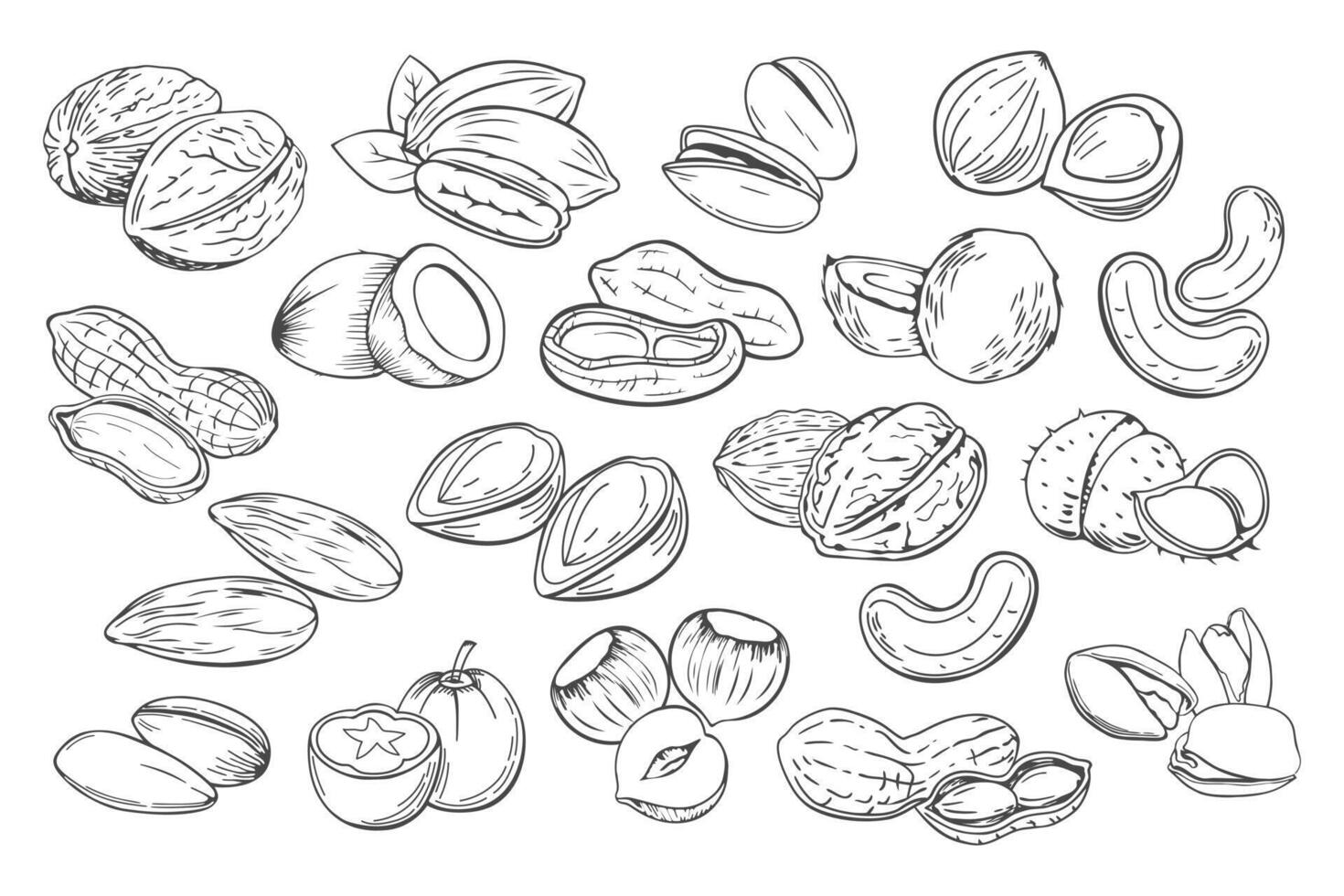 Hand drawn nuts. Set of different nuts. Pistachio, cashew, coconut, hazelnut and macadamia. Illustration in sketch style vector