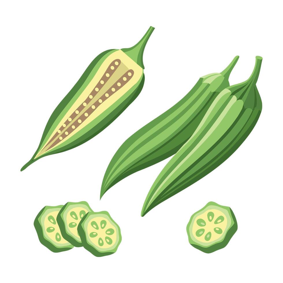 Collection of fresh green okra on white background. Green roselle or okra, cut pieces. Food illustration. vector