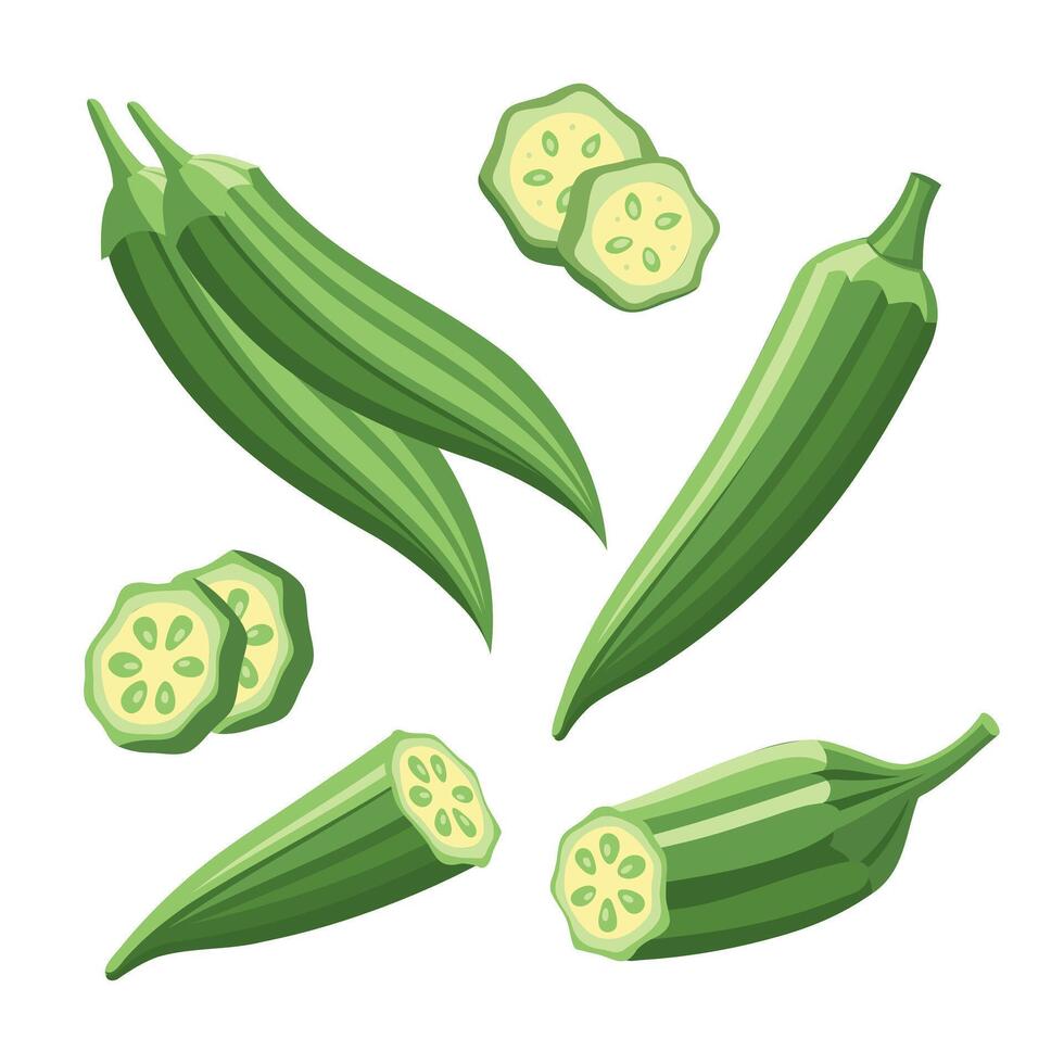 Collection of fresh green okra on white background. Green roselle or okra, cut pieces. Food vector