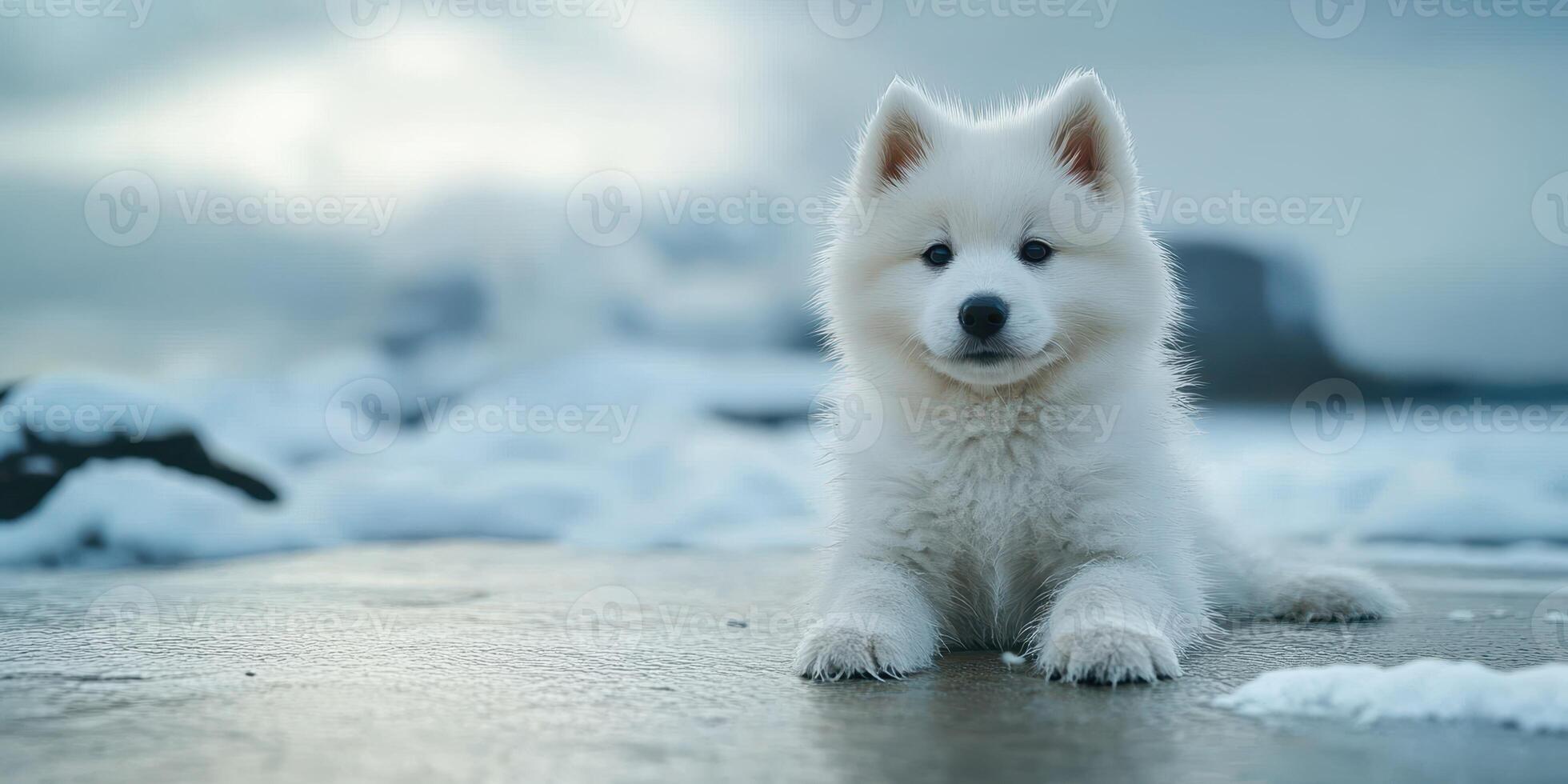 Cute white Samoyed puppy playing in the snow by the shore during a cloudy winter afternoon photo