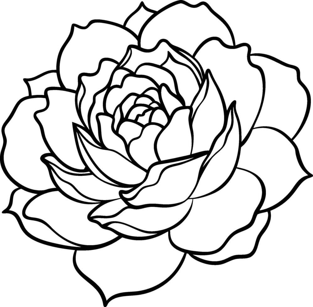 A lush pink peony with soft, layered petals vector