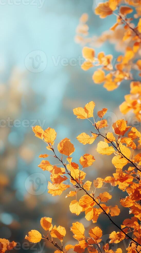 Golden autumn leaves glimmer under bright sunlight in a serene forest setting photo