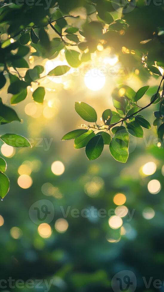Sunlight filtering through leaves creates a serene atmosphere in a lush green forest during golden hour photo