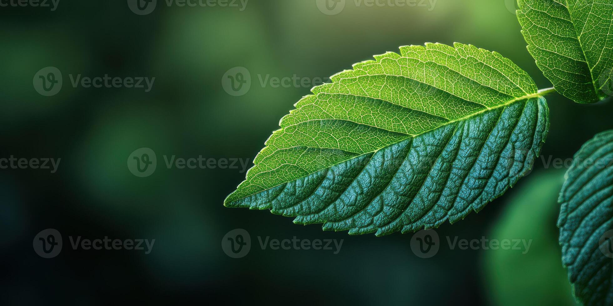 Close-up of a vibrant green leaf showcasing its intricate detail and natural beauty in soft lighting photo