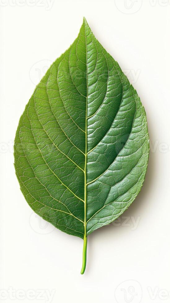 Large green leaf displaying intricate vein patterns and rich texture against a clean background photo