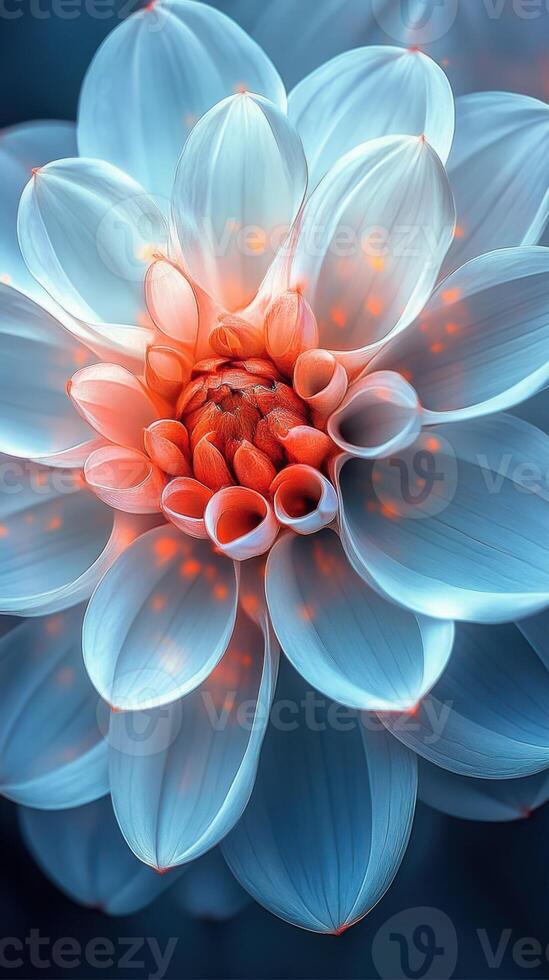 Stunning close-up of a dahlia flower showcasing intricate petals and vibrant colors in a tranquil garden setting photo